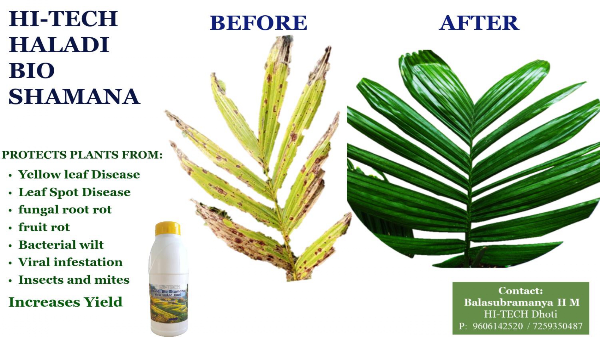 HI-TECH Haladi Bio Shamana — hand spraying on ripe tomato crop with diseased black spotted leaf on left and healthy tomatoes on right
