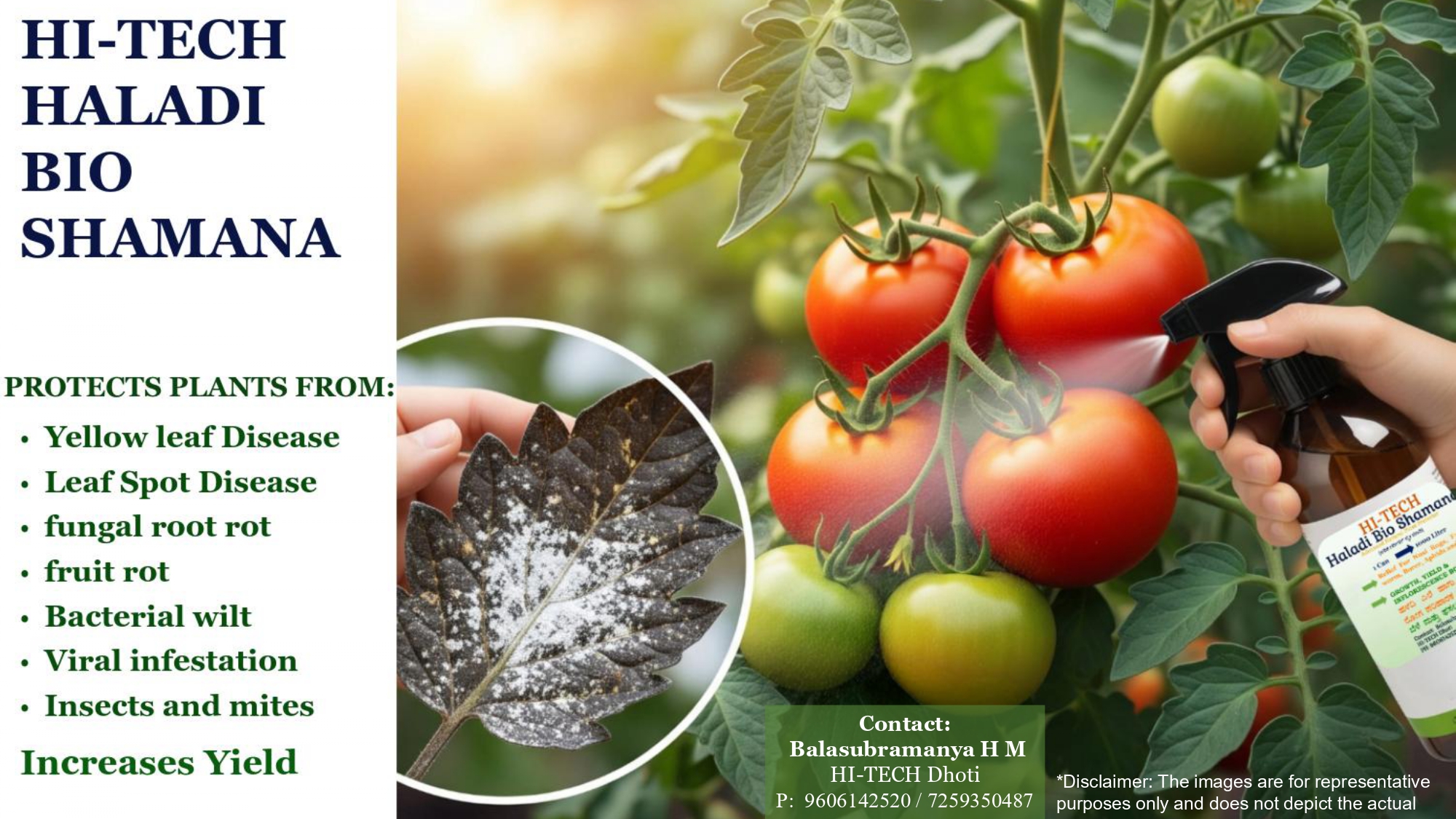 HI-TECH Haladi Bio Shamana before and after — diseased browning palm frond vs lush healthy green palm leaf showing disease recovery